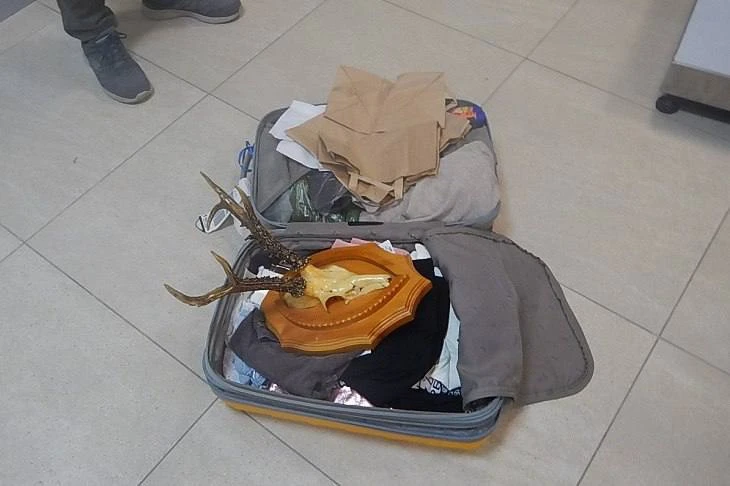 Перед вылетом в Турцию у волгоградца нашли череп косули с рогами