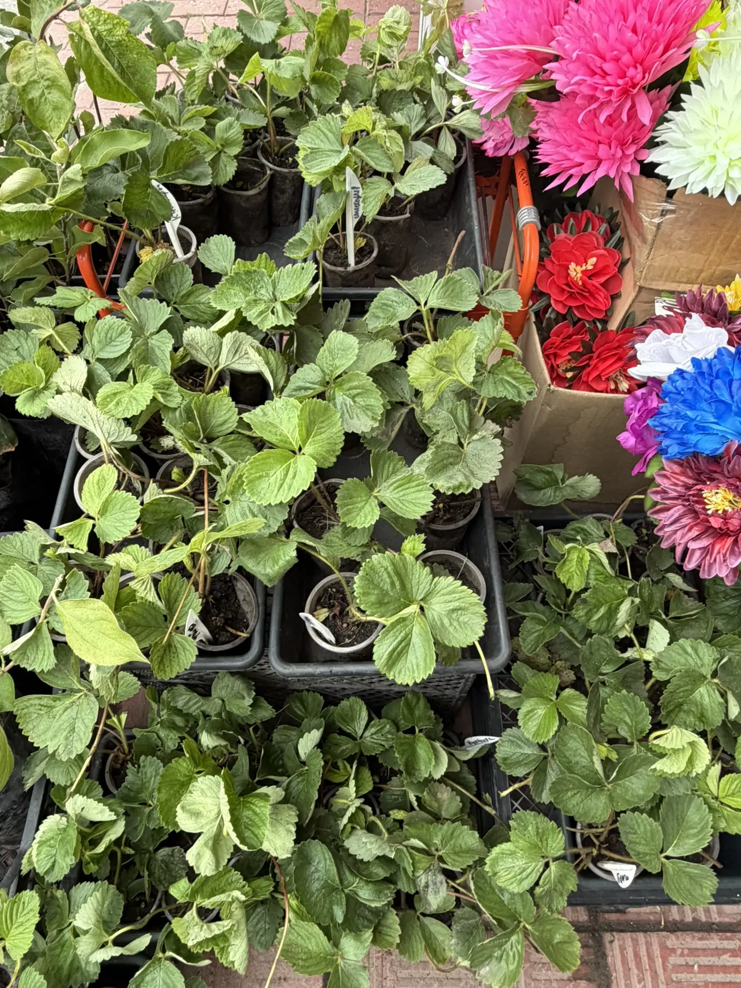 Дорогие наши садоводы и любители ягод! 🌿