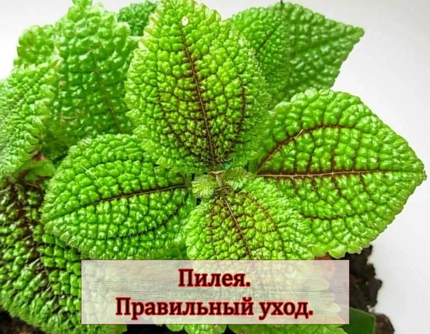 Пилея (Pilea) — травянистое растение из семейства Крапивные, распространённое в тропика...