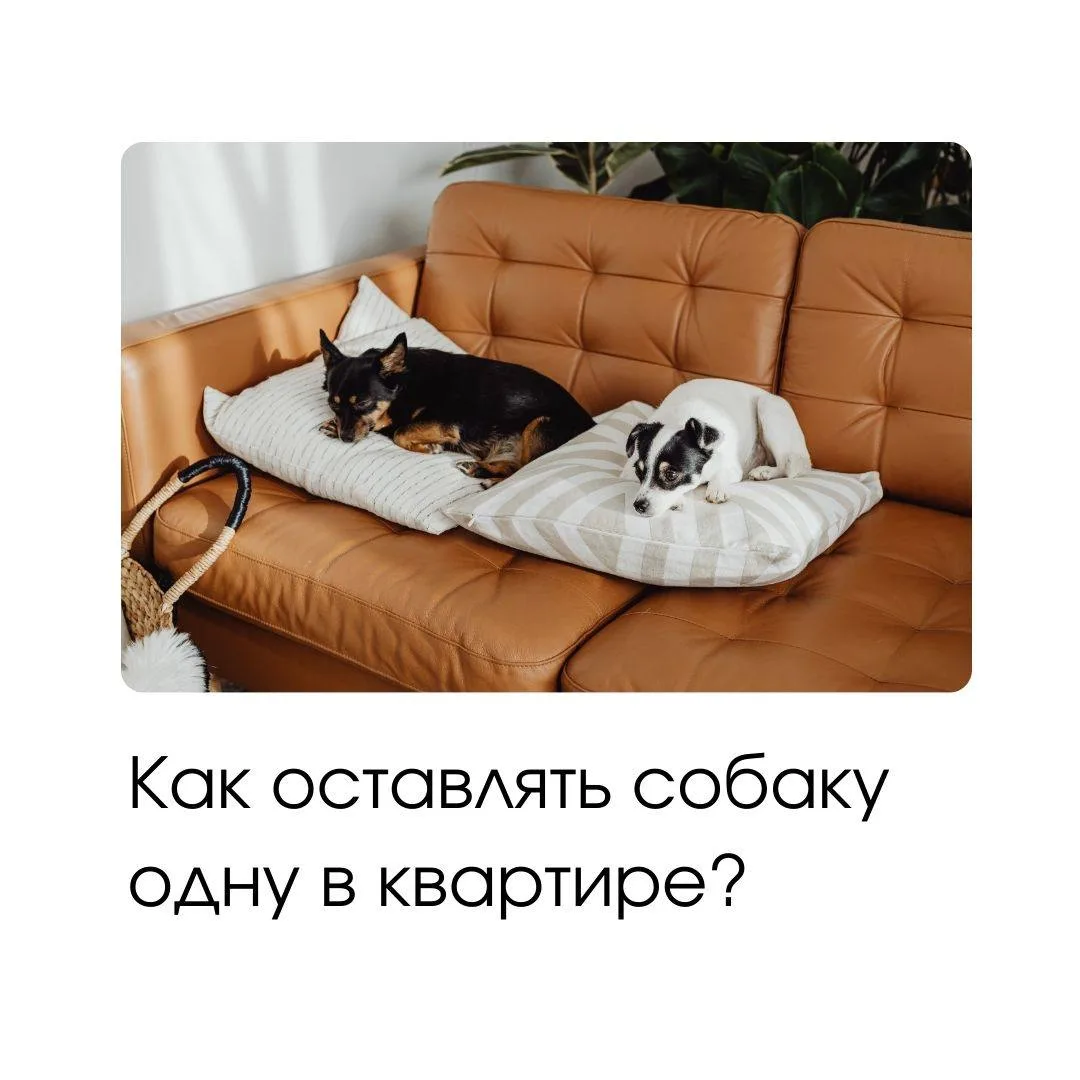 🐕 Как оставлять собаку одну в квартире?