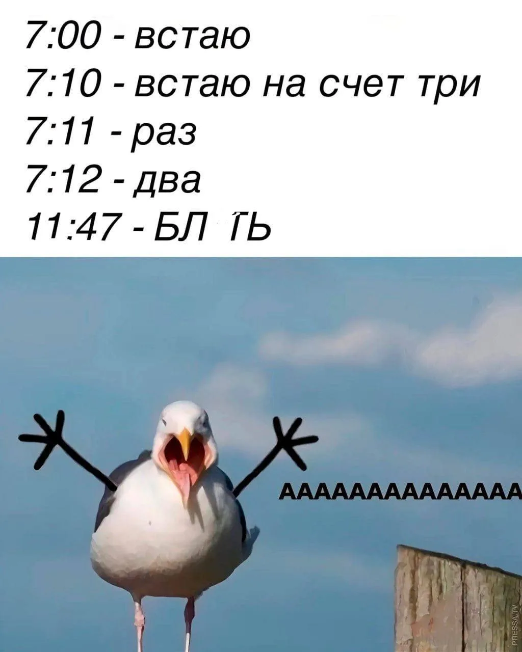 Доброе утро, злющие😂☀