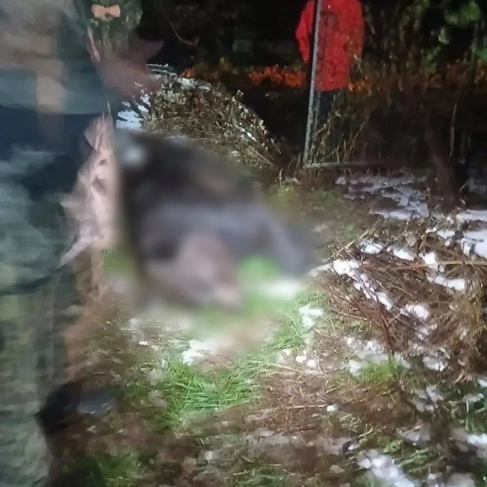 Медведь напал на оленевода на Чукотке. Это второе нападение на человека в регионе за год