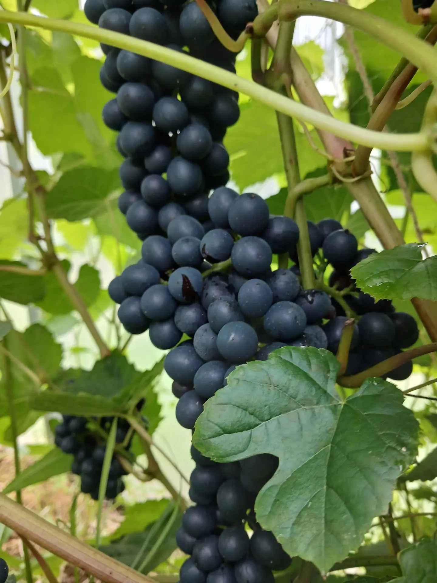 Виноград по-виноградовски 🍇