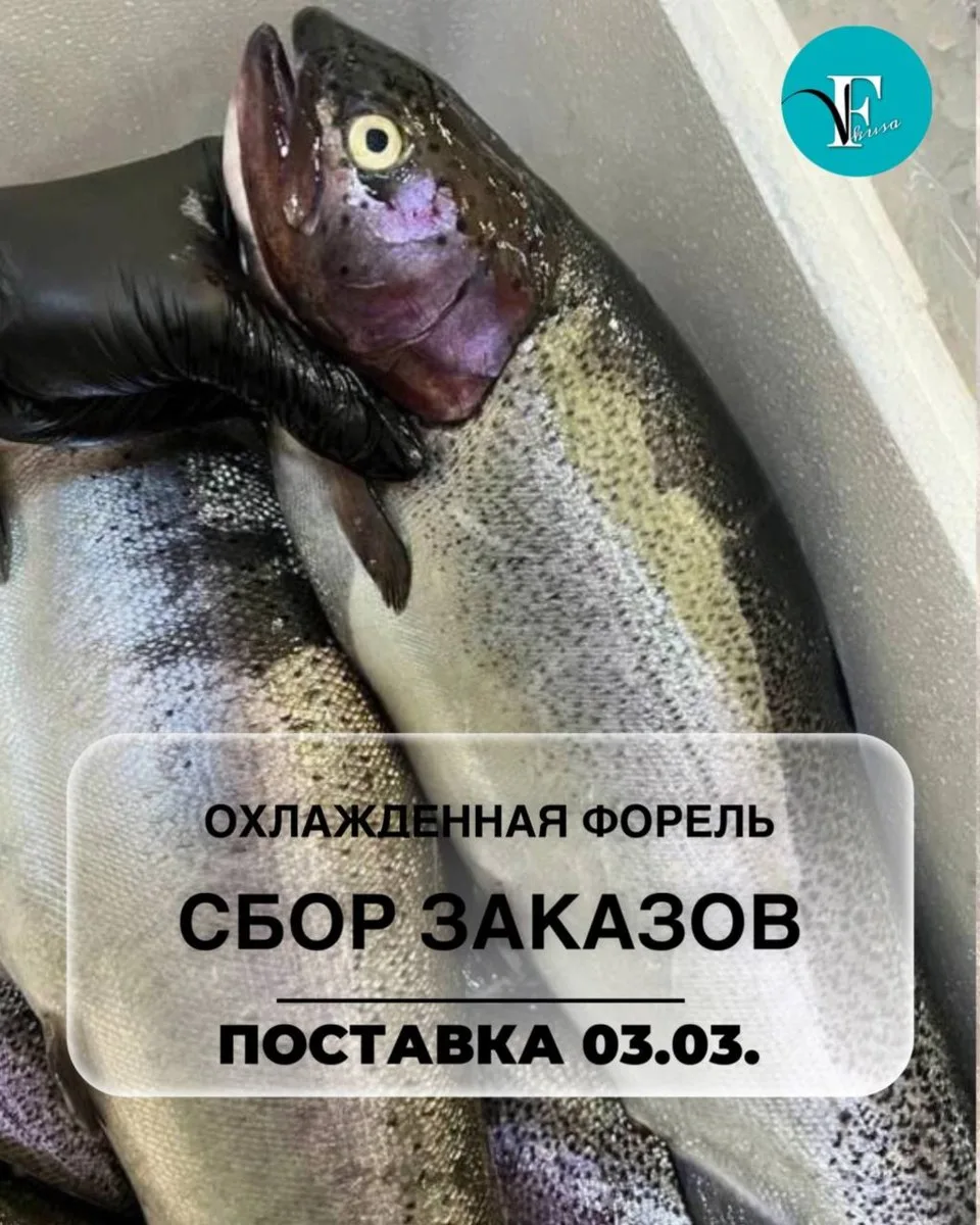 🤗Открываем сбор заказов на охлаждённую форель из Хакасии!  🐟Сбор заказов 22-26 февраля  🐟Дата постав