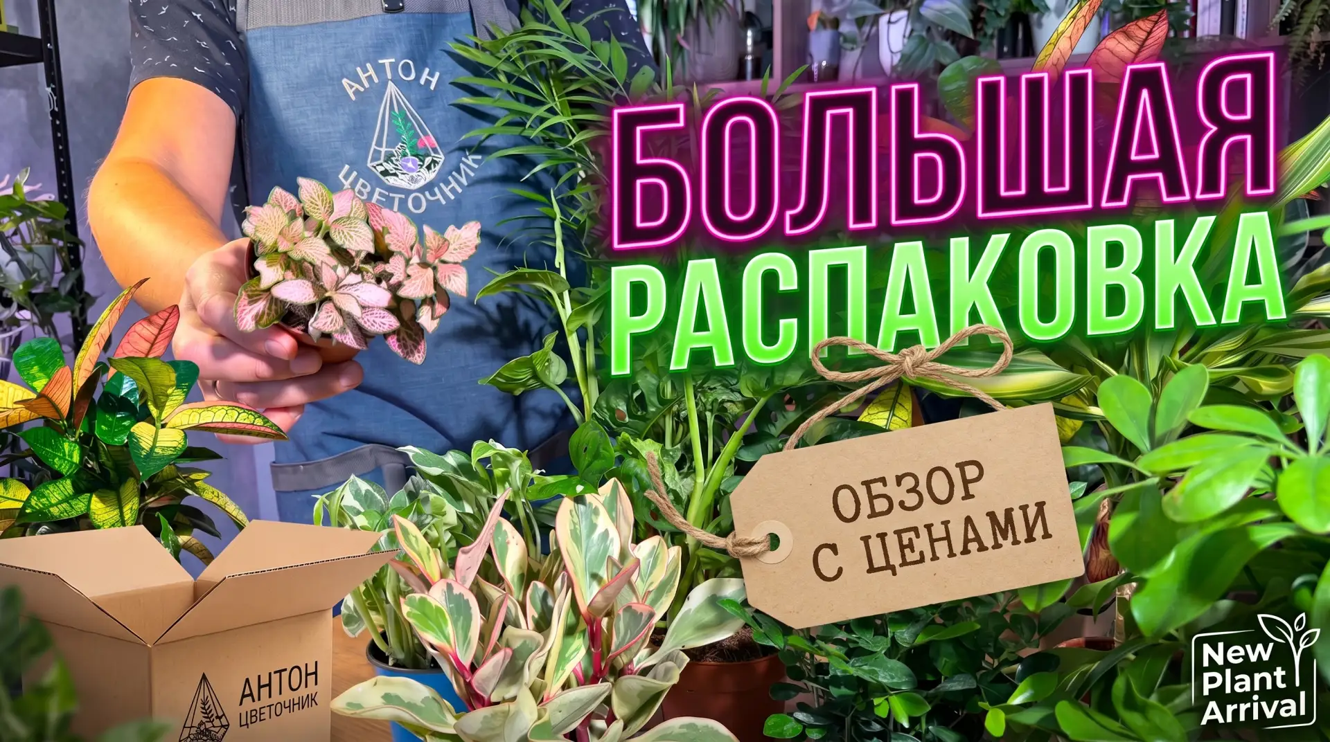 Новые комнатные растения: большая распаковка