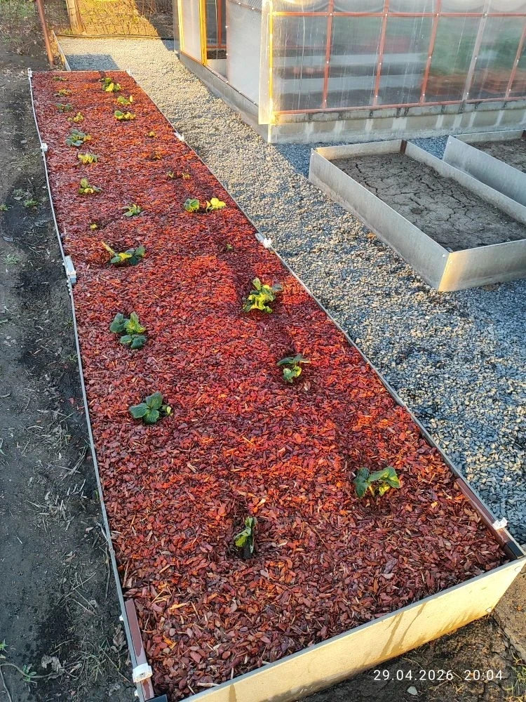 🍓🌿 Кора лиственницы (фракция 1–3 см) — лучший друг клубники и цветников!