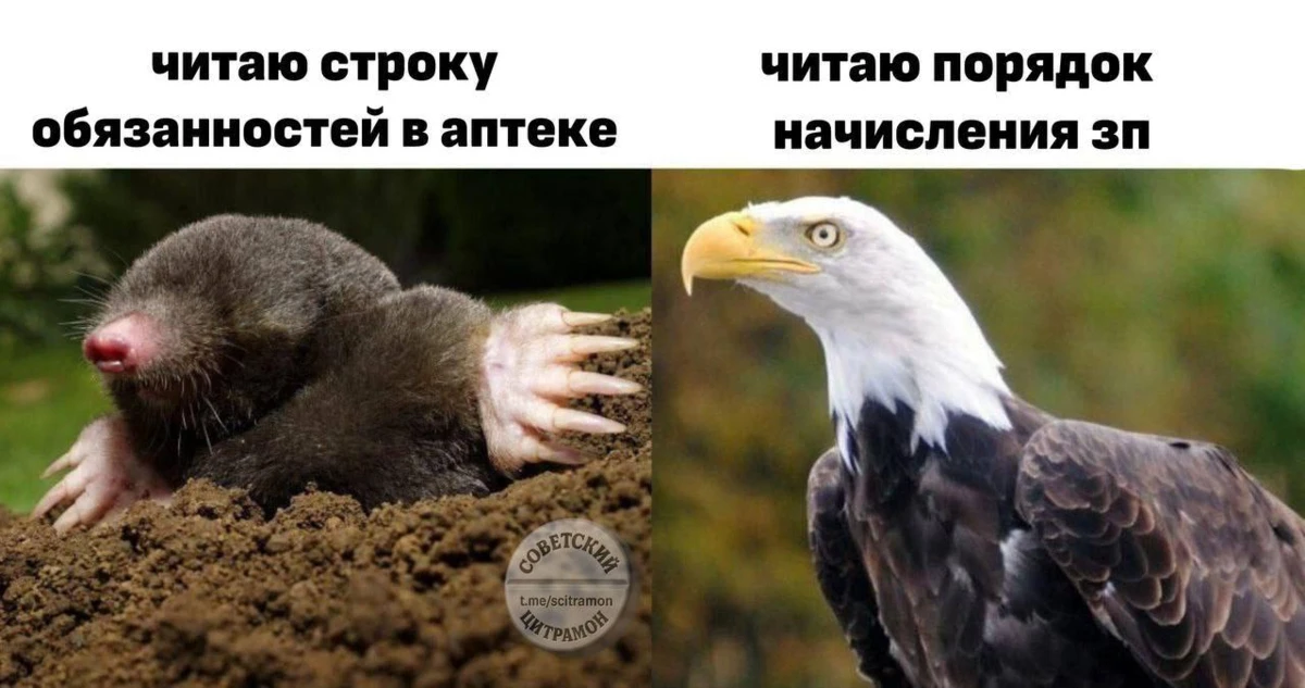 Цитрамон. Подписаться