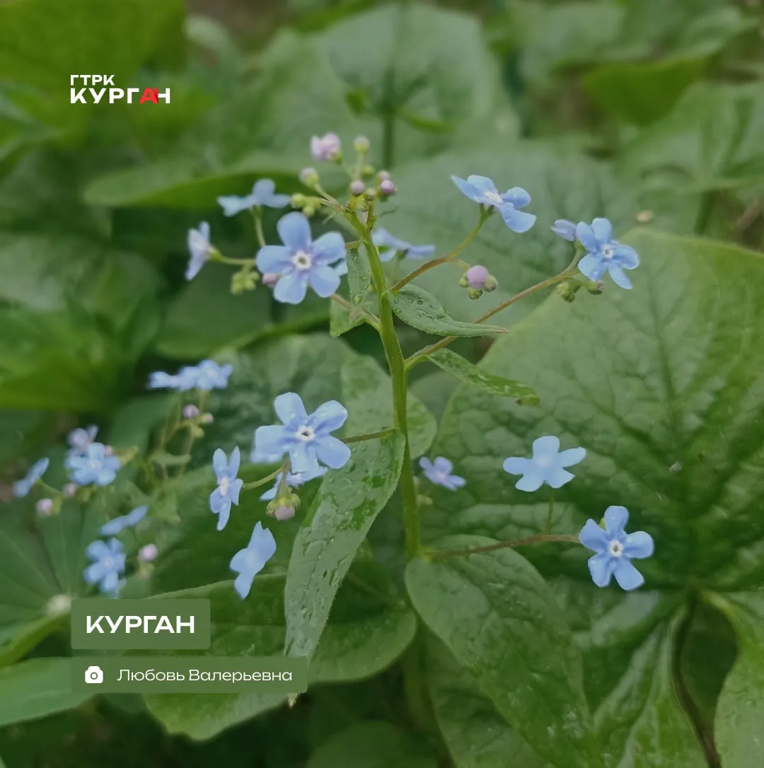 🌤 Доброе утро, зауральцы!

Сегодня в Кургане снова обещают дожди. Температура воздуха будет колебат