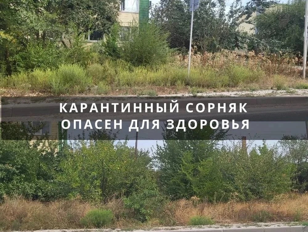 В Цимлянске на улице Боевой славы нашли карантинный сорняк. Об этом 29 сентября рассказ...
