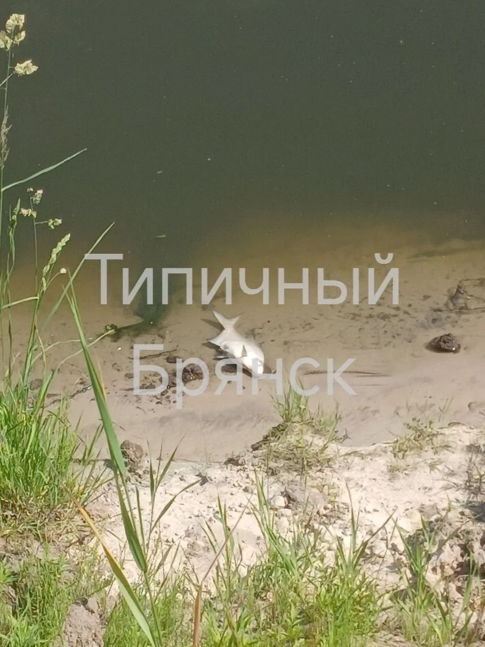 На реке Десна массово гибнет рыба!

📍 Брянск
👉 Подписаться
🔥 Брянск ЧП