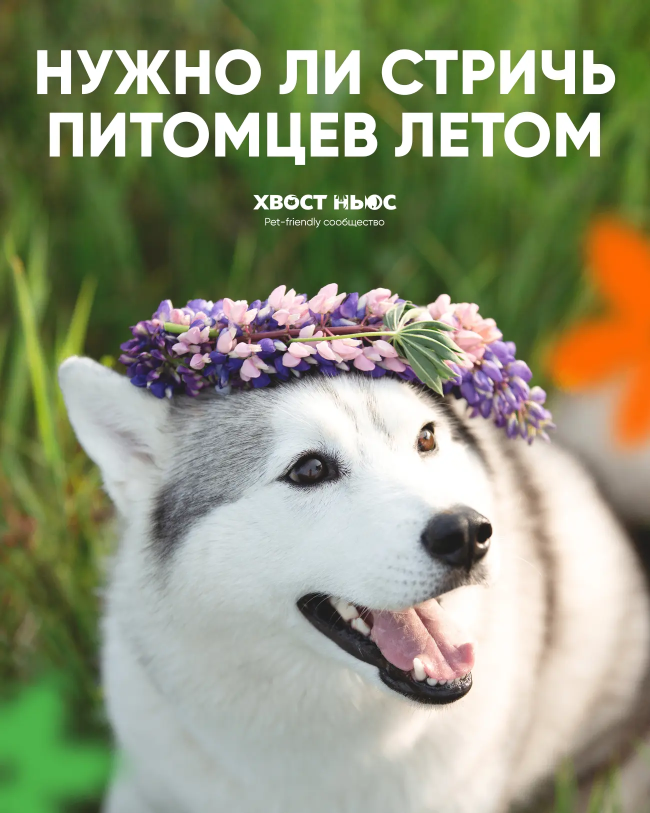 Нужно ли стричь питомцев летом ✂️