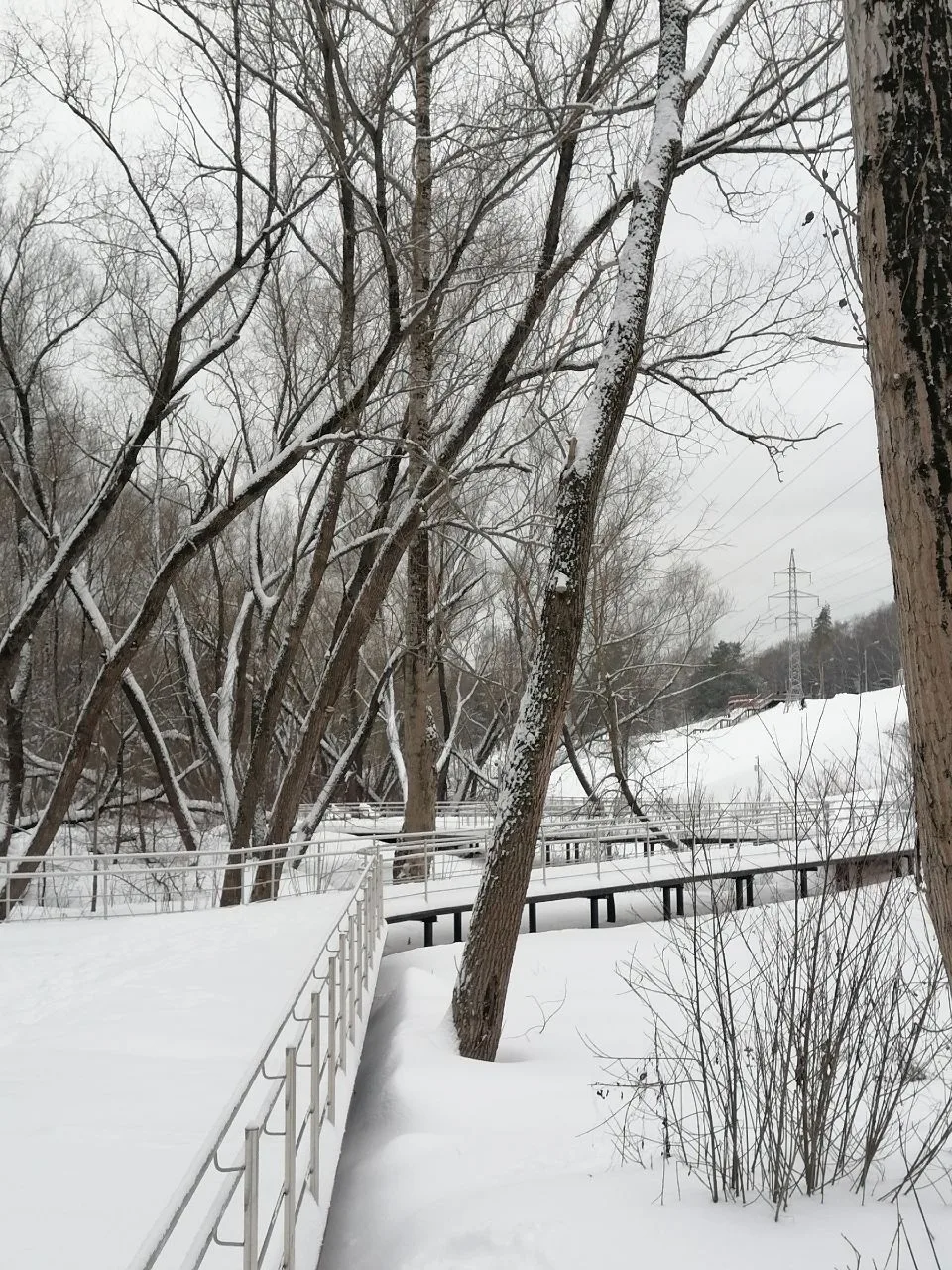 Снежный зимний день в Коробковском саду ❄️