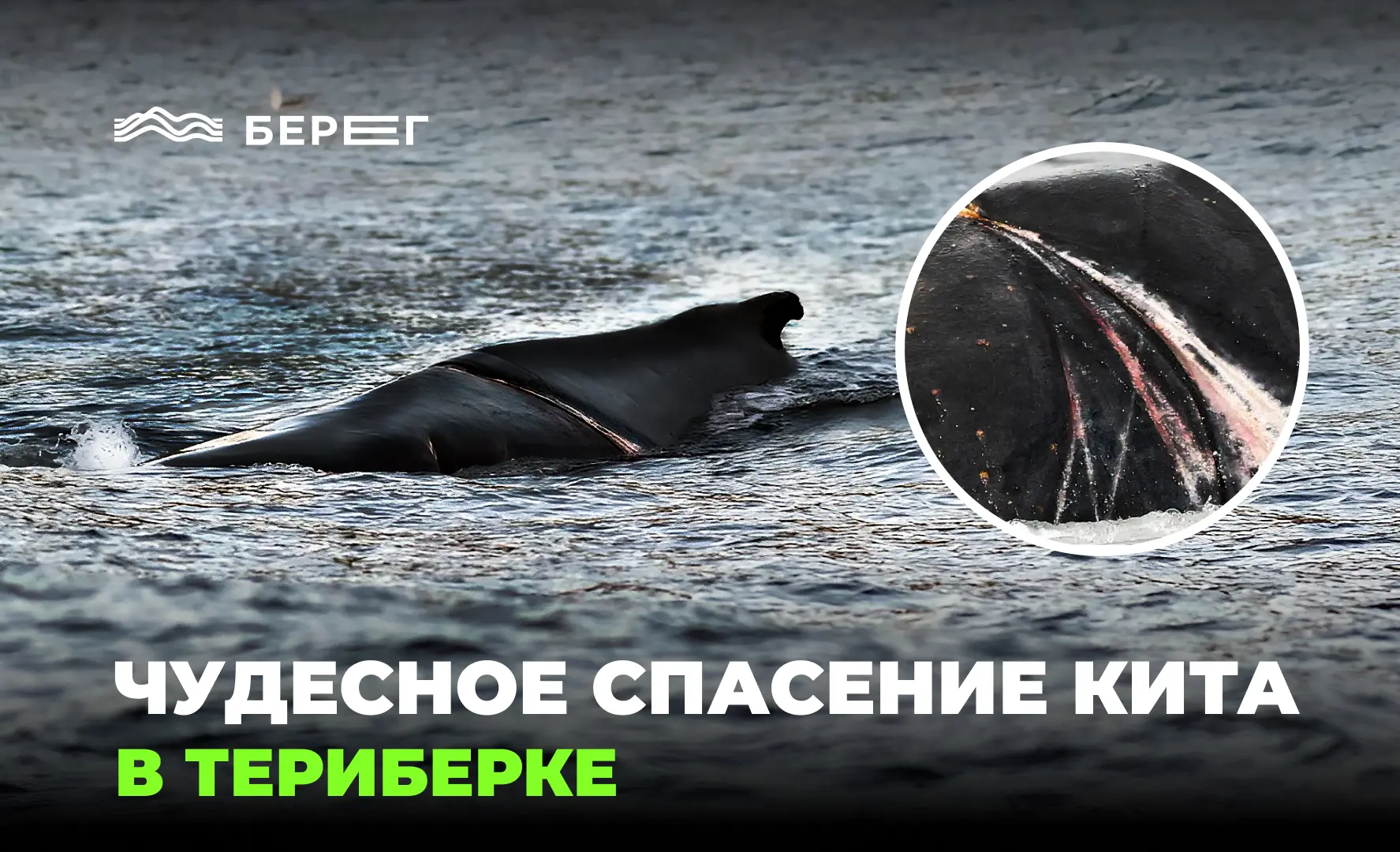 История чудесного спасения кита Петра в Териберке
