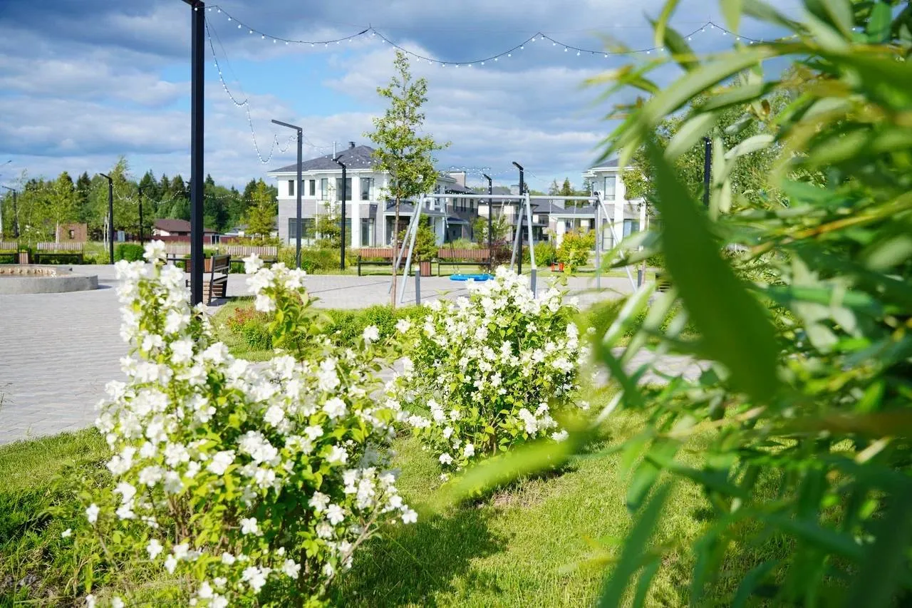 Рассветы в сосновом лесу