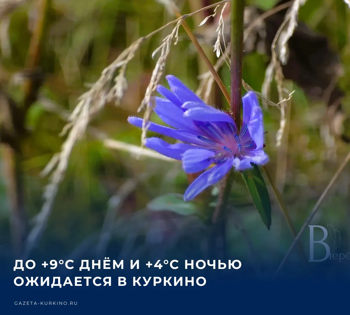 ☀️ Сегодня, 3 октября, в Куркино ожидается преимущественно облачная погода с отдельными...