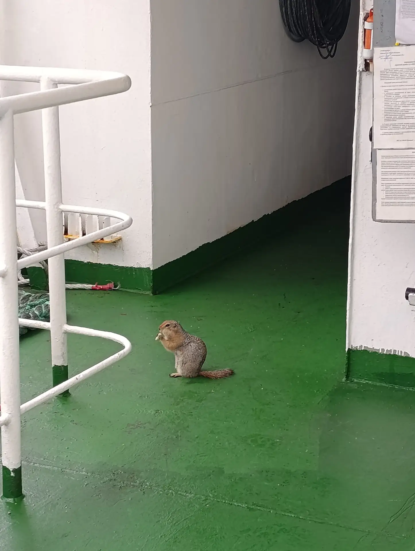 Ой, а что это за внештатный инспектор поднялся на борт? 🐿️

Во время последнего захода в порт Эгвек