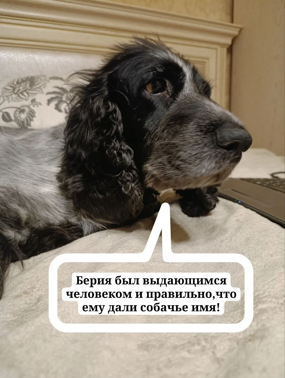 От подписчиков в телеграме. Спокойной ночи