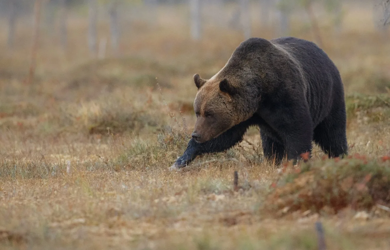 🐻 Правоохранители прокомментировали нападение медведя на подростка в Солтонском районе