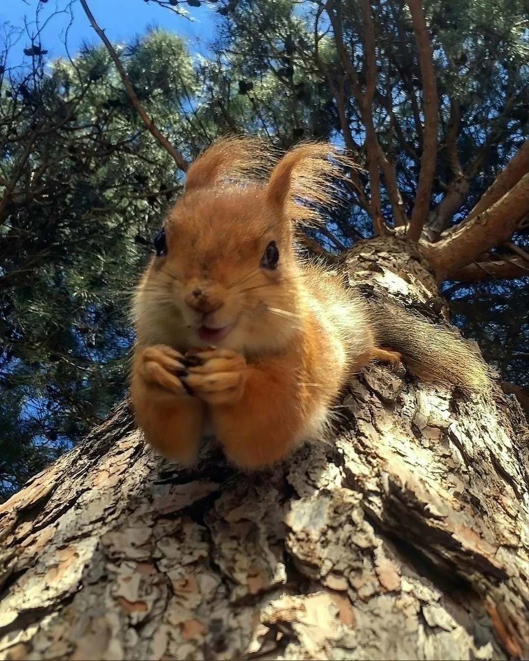🐿️ Самое удачное фото с