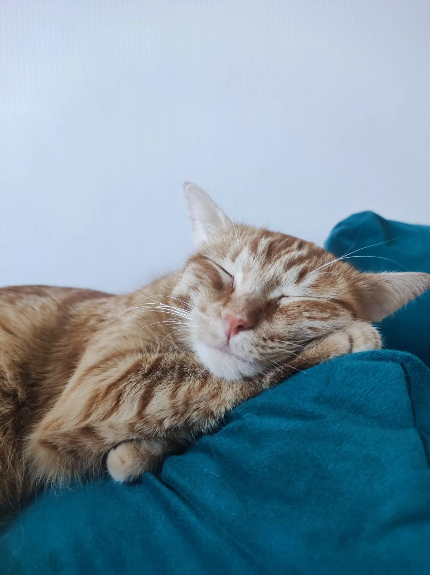 Кошечка Шпулька 🤩