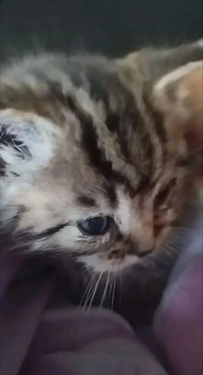 Котенок по кличке Мелкий☀️