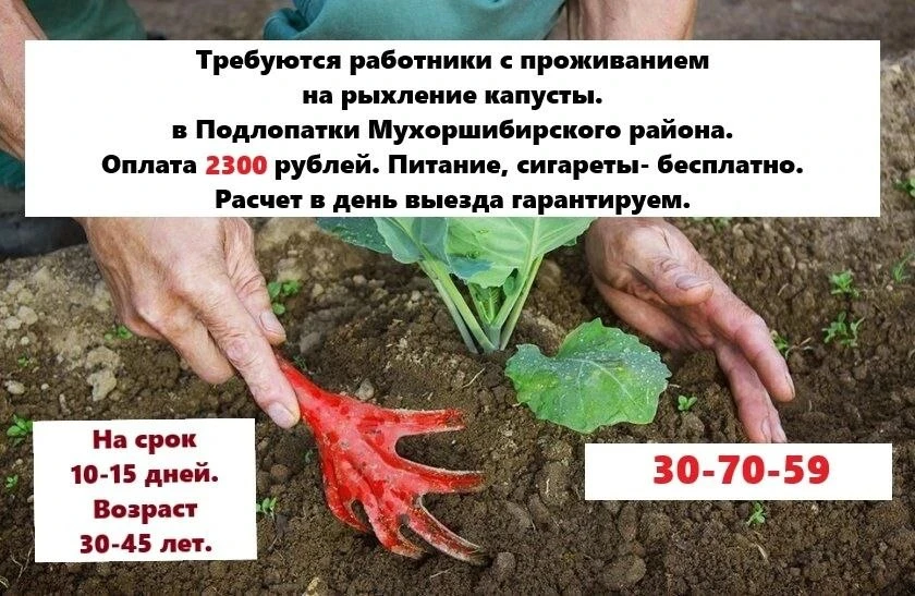 Требуются работники с проживанием в с. Подлопатки Мухошибирского района
на рыхление капусты. Прожива