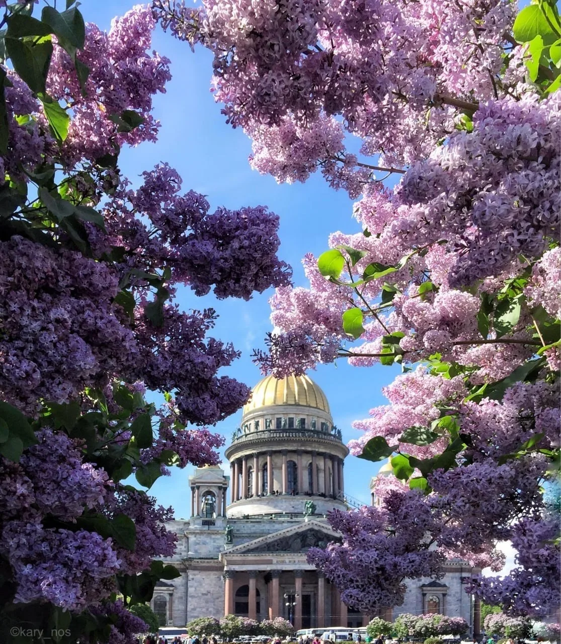 😍 У Исаакиевского собора распустилась сирень

📸 kary_noss