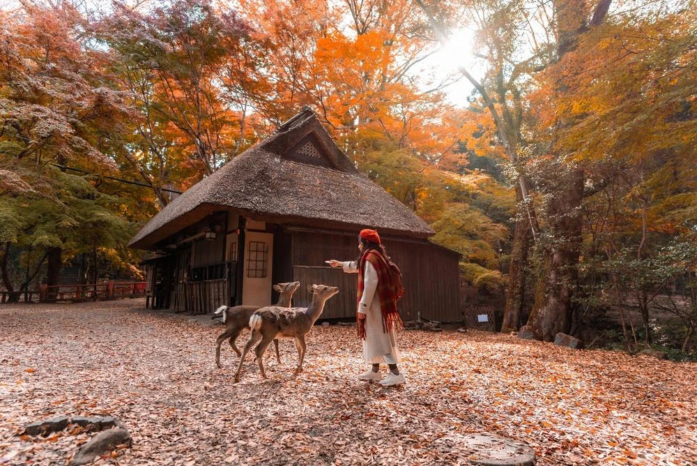 🍁 Самое осеннее предложение