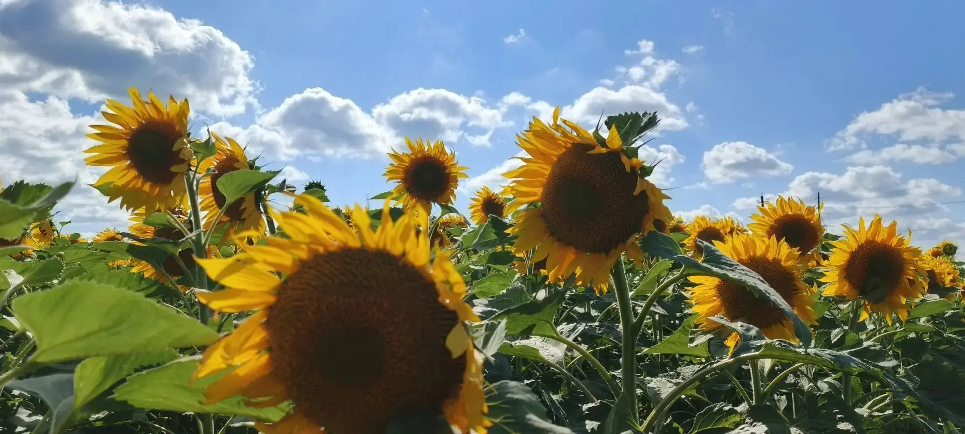 🌻 В Лысогорском районе зацвёл подсолнечник

В этом году площадь технических культур составляет 38 т
