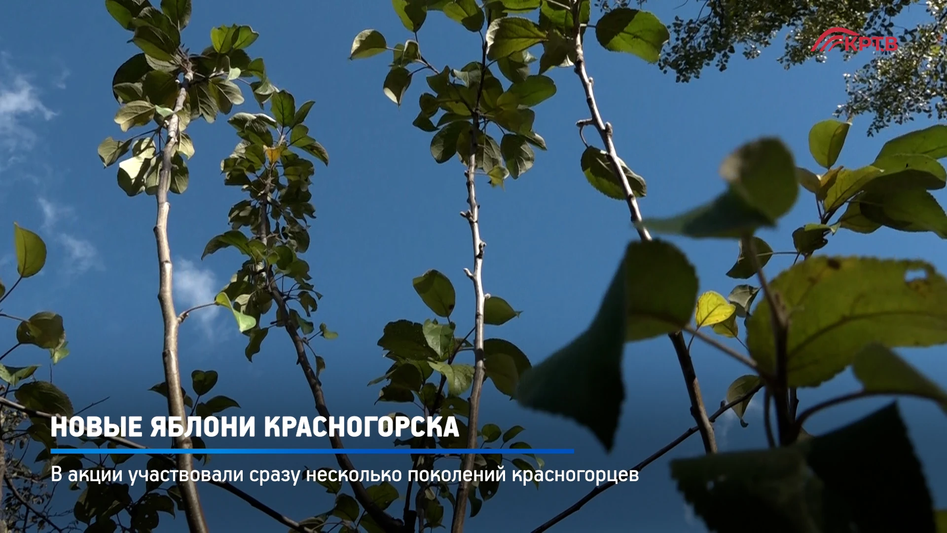 В Городском парке Красногорска высадили яблони: 40 молодых деревьев на месте старого са...
