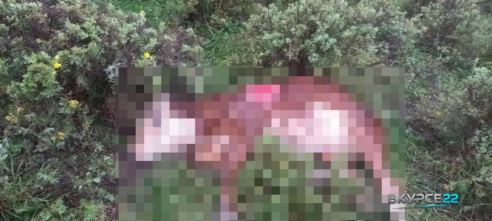 🐻 В Чарышском районе медведь загрыз телёнка