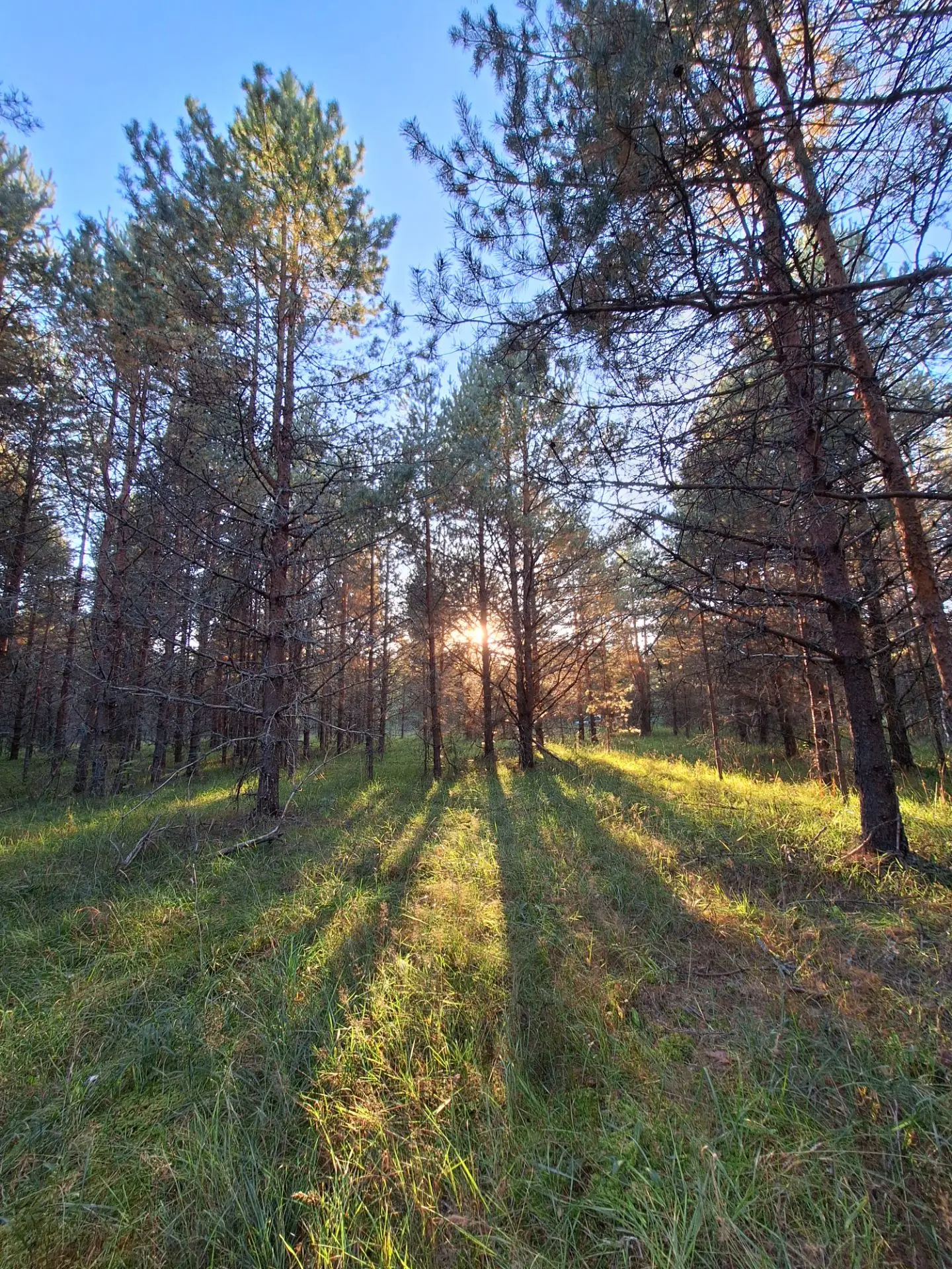 🏕 Как мы начинали строить геокупол: от мечты к первым сваям