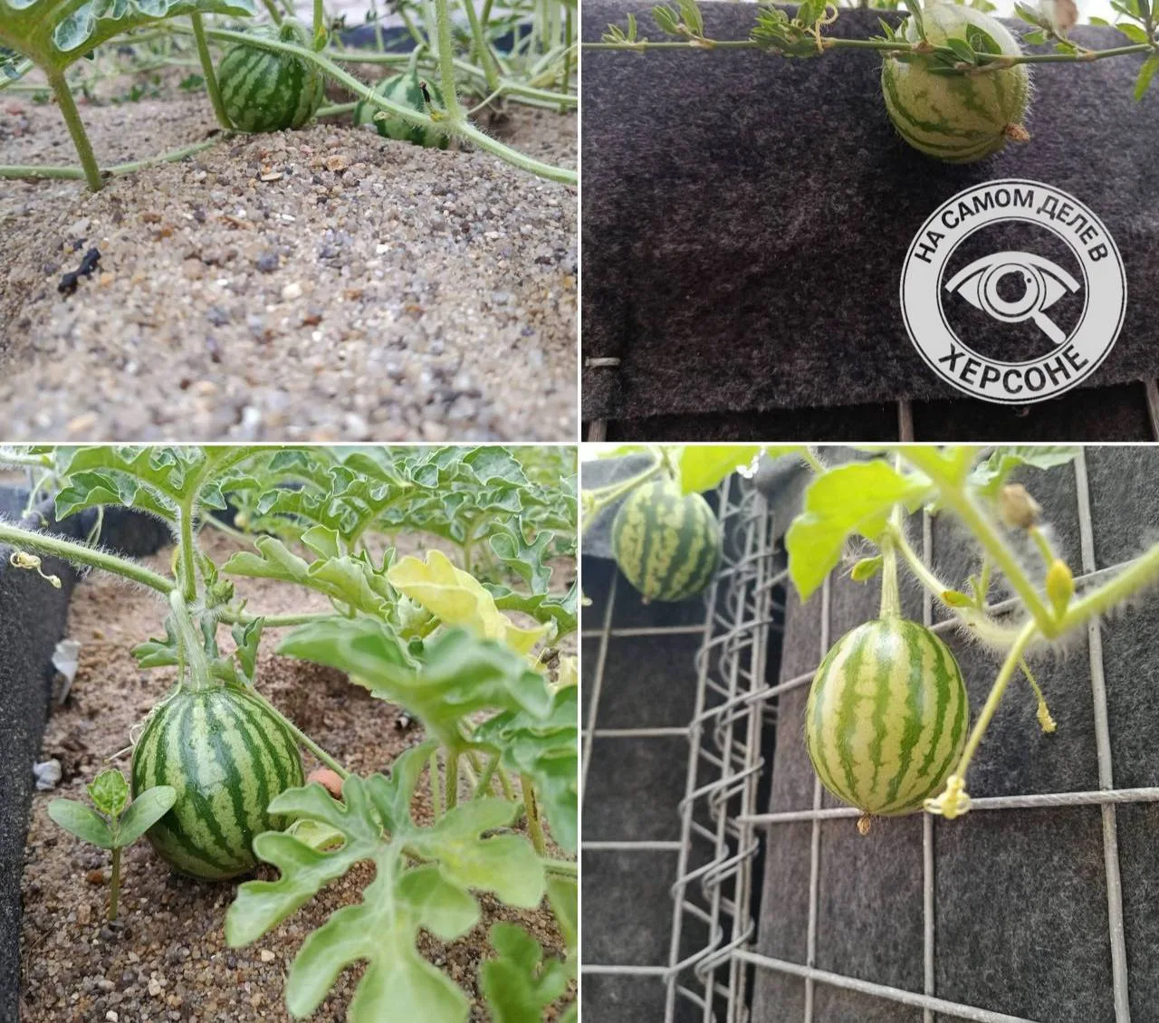 🍉 Как мило! Арбузы проросли в защитных сетках в Херсоне: наш урожай пробьется повсюду.