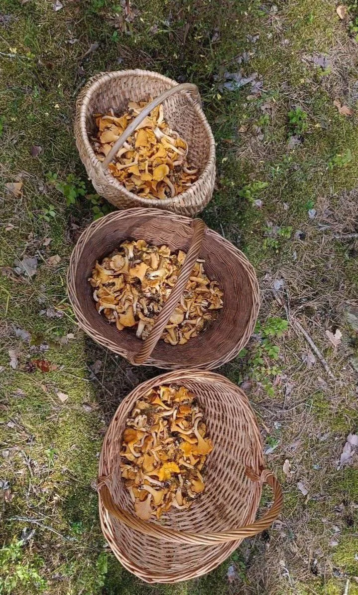 🍄 Леса Ленобласти заполнили лисички

В Ленинградской области начался настоящий грибной сезон. Грибн
