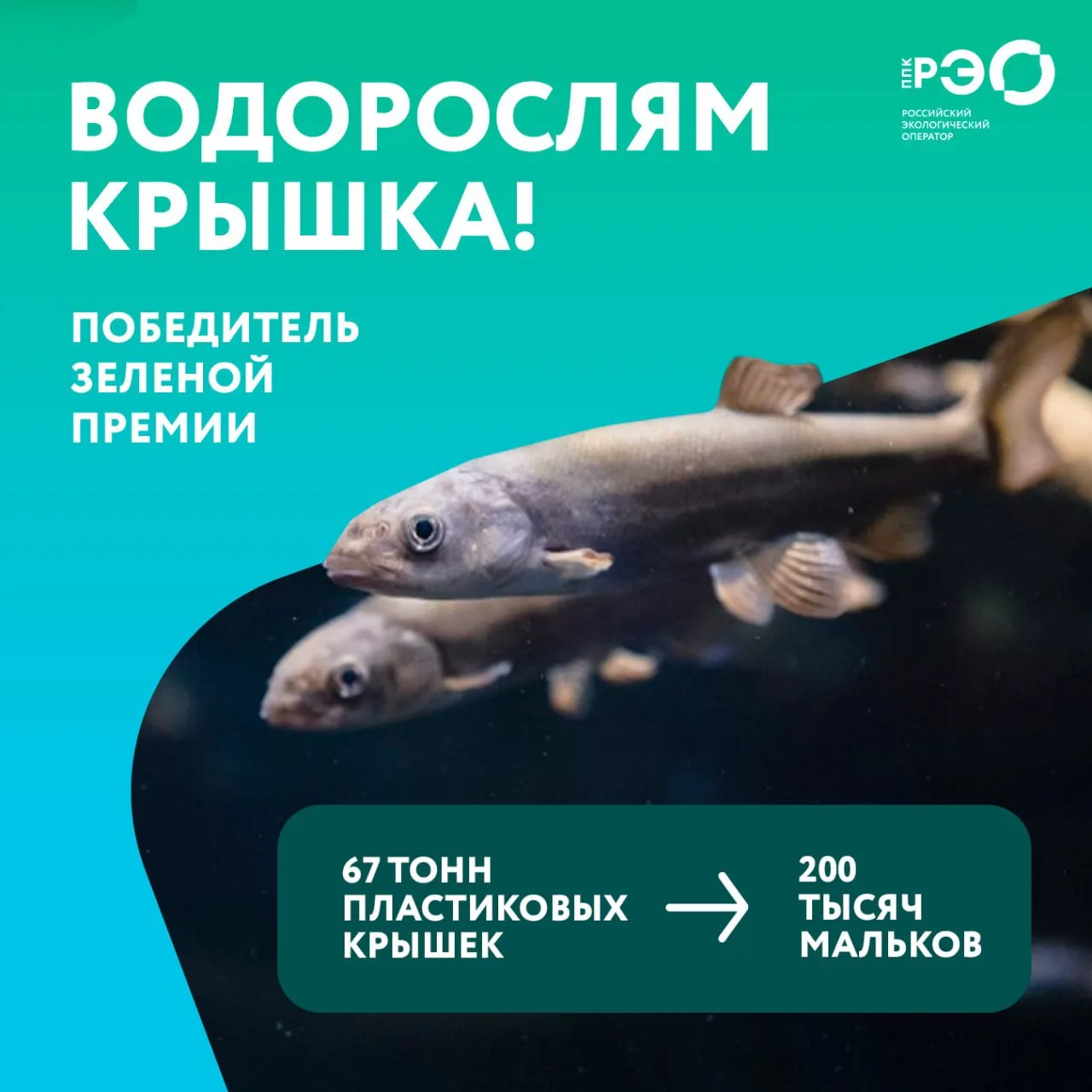 В рамках саратовского экологического проекта «Водорослям крышка» участники собрали и направили на пе