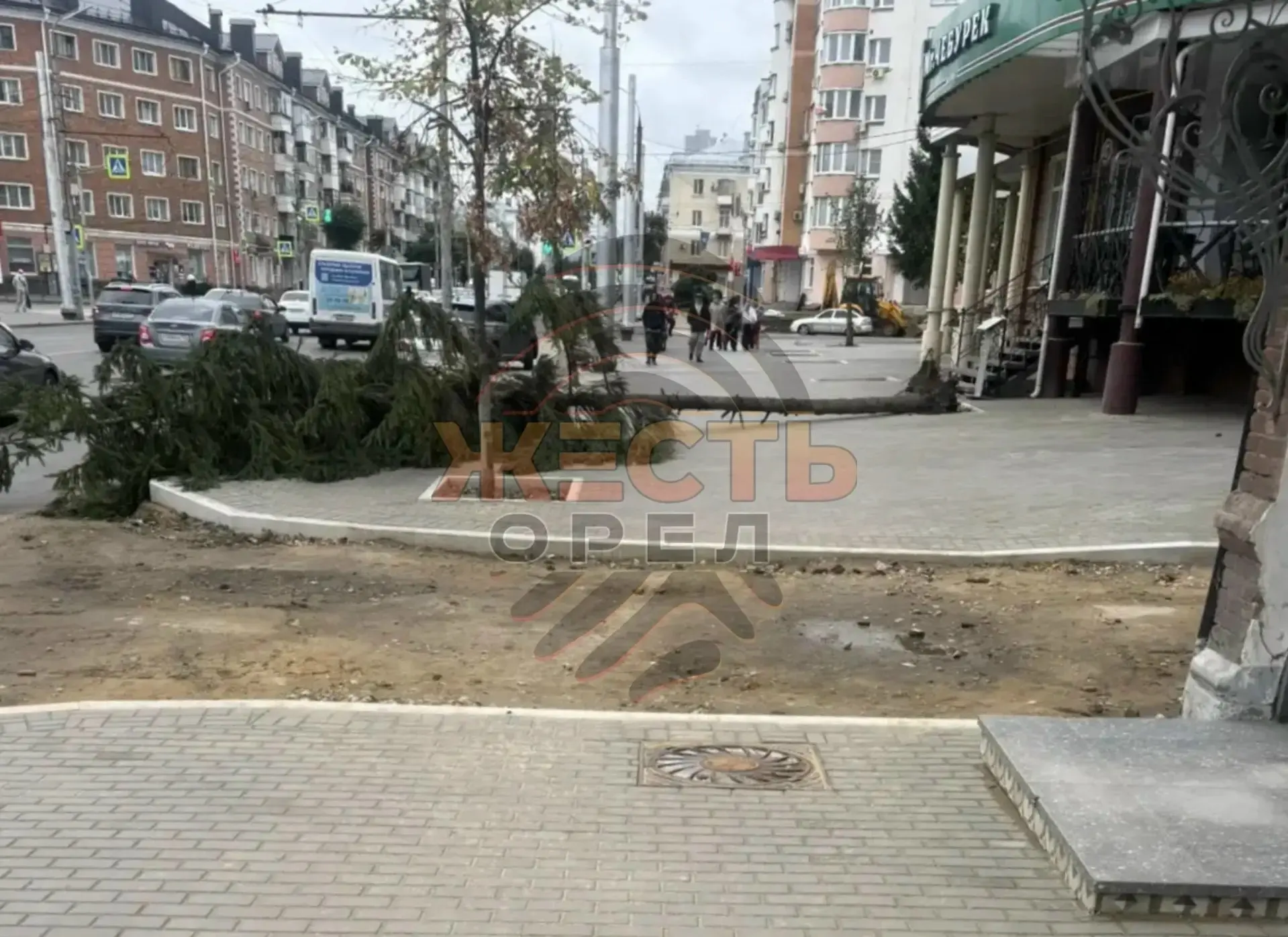 ⚡️ Дерево рухнуло прямо рядом с парковкой на Комсомольской