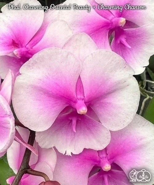 🌺 Азиатские сортовые орхидеи-подростки В НАЛИЧИИ 🌺