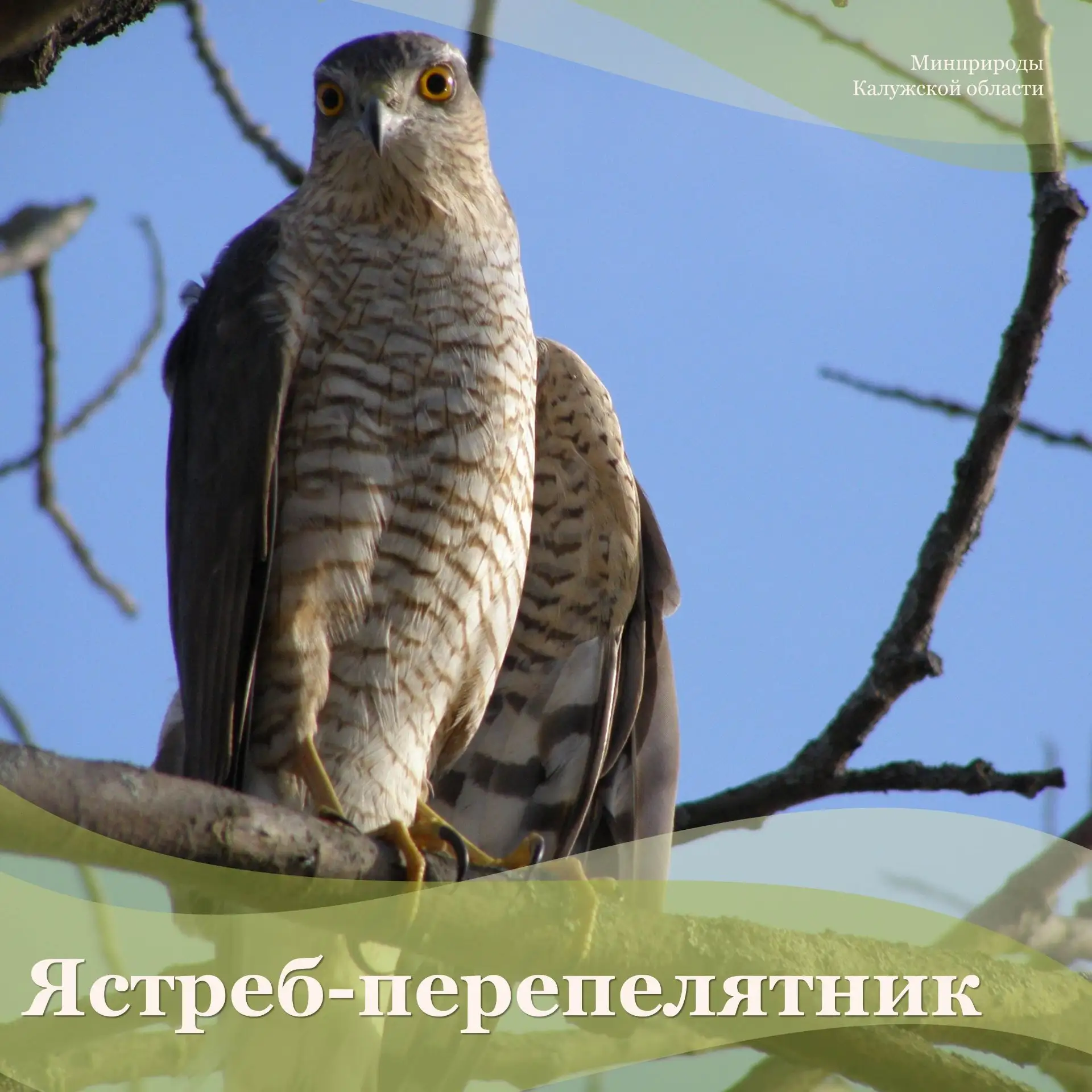Можно встретить в Калужской области и представителей семейства Ястребиные. Например, во...
