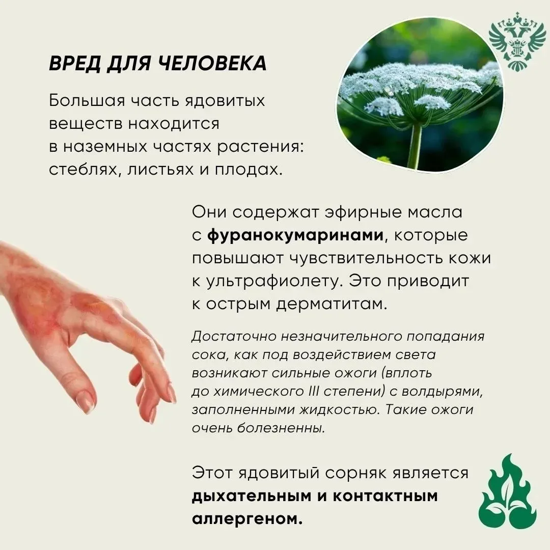 ❗️С наступлением активного вегетационного периода борщевика Сосновского возрастают риски контакта де