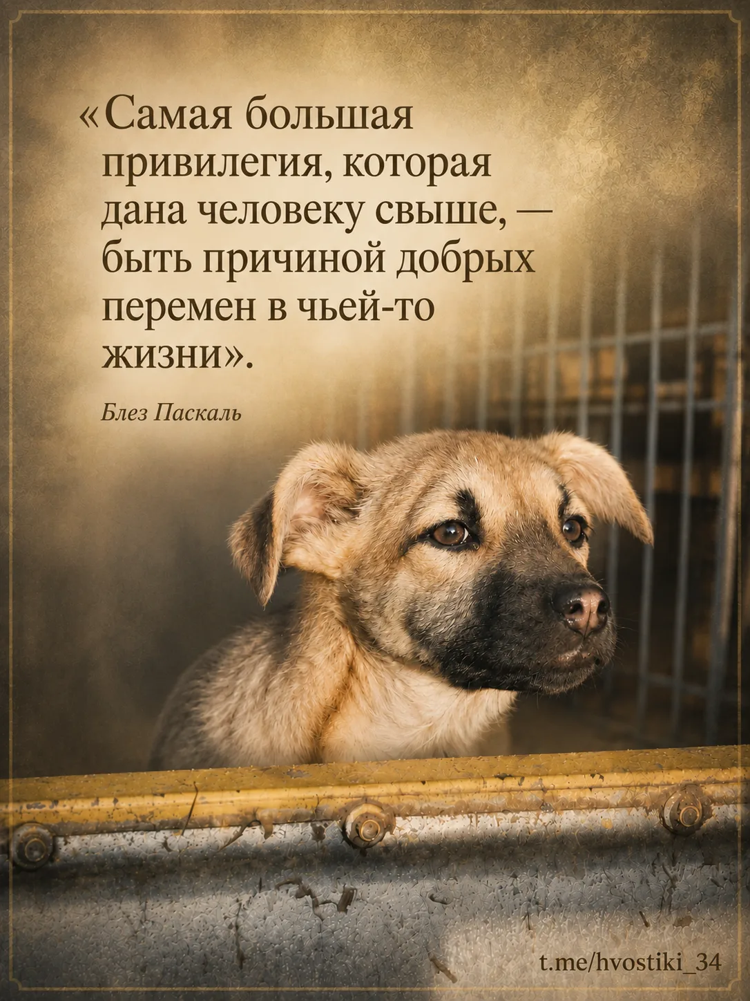 Спасибо каждому, кто остаётся рядом с нашим приютом в это непростое время ❤️