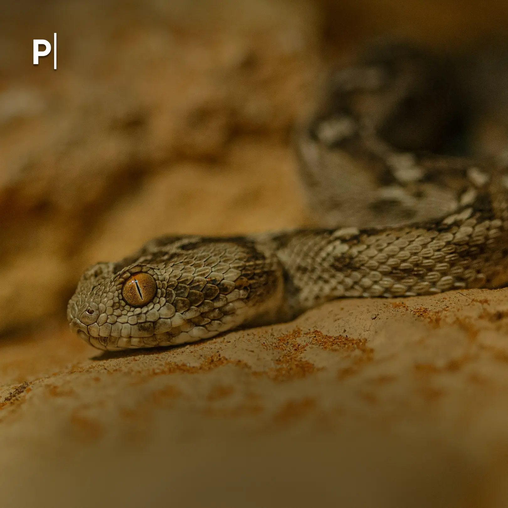 🐍 В России зафиксировали первые случаи укусов гадюк в этом сезоне — несколько человек оказались в ре