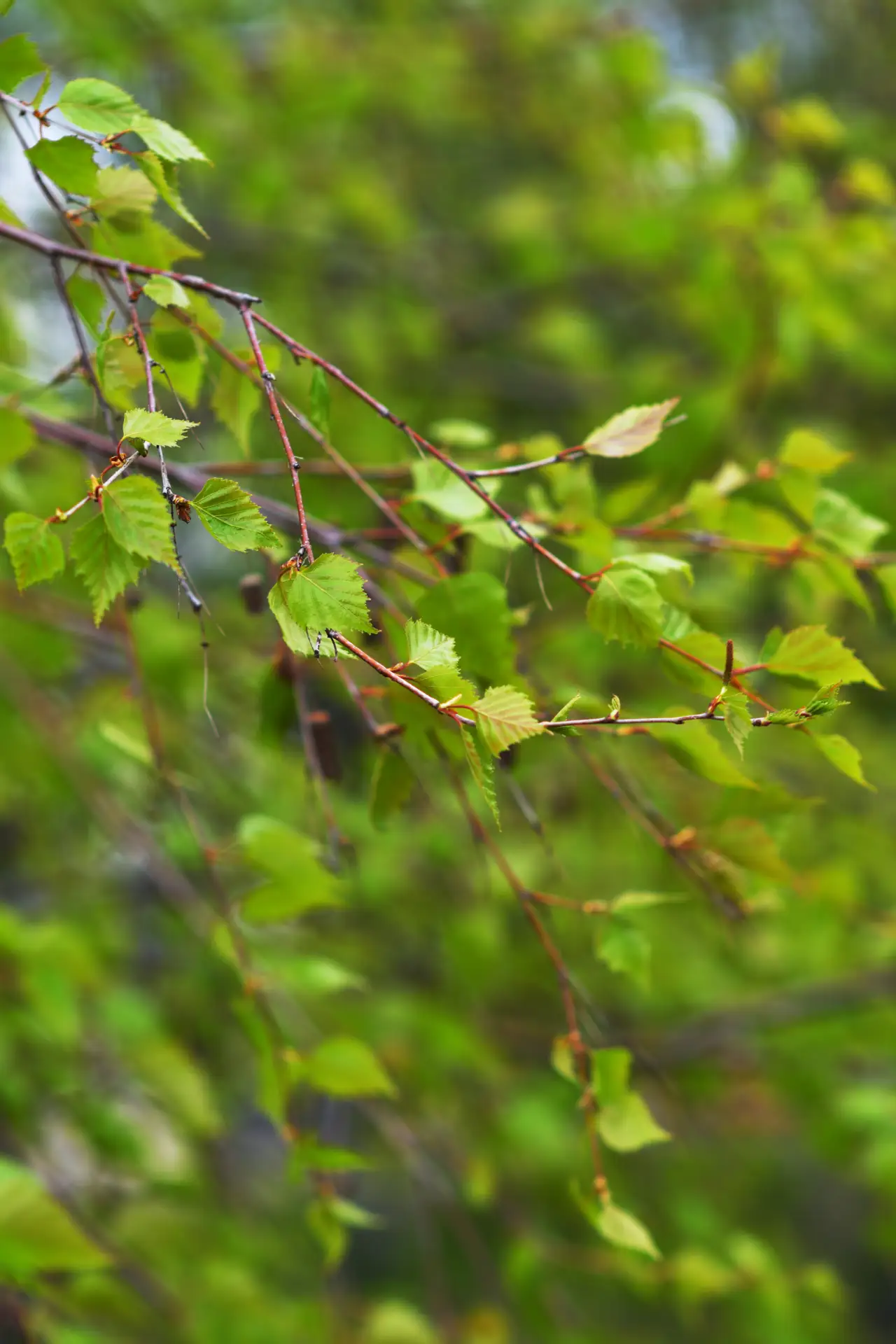 Апрель на улицах столицы Адыгеи 🌿  Присоединяйтесь к фотопроекту #Смотри_Майкоп и публикуйте в ВК и 