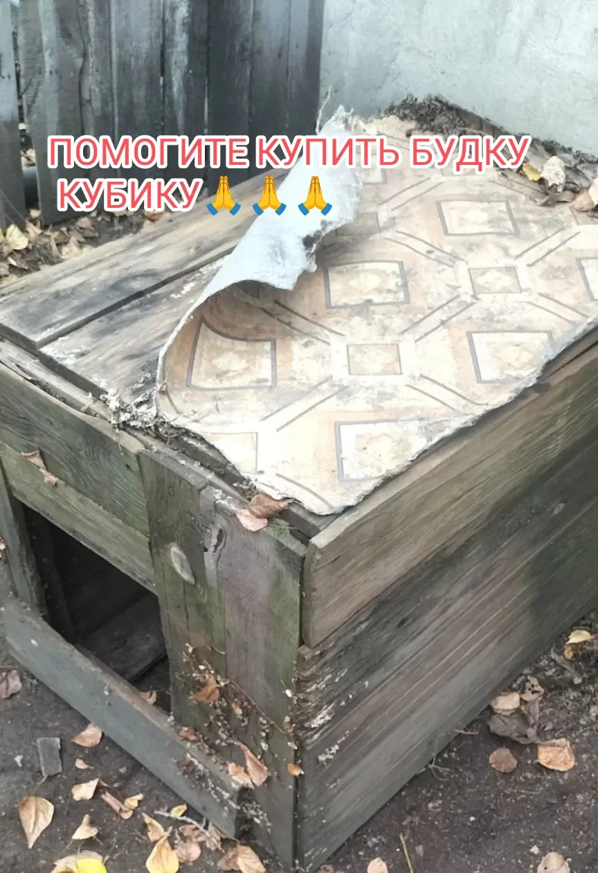 Друзья! Скоро зима‼️А у нашей подопечной Кубика сгнила и разваливается будка🤦‍♀️. Дево...