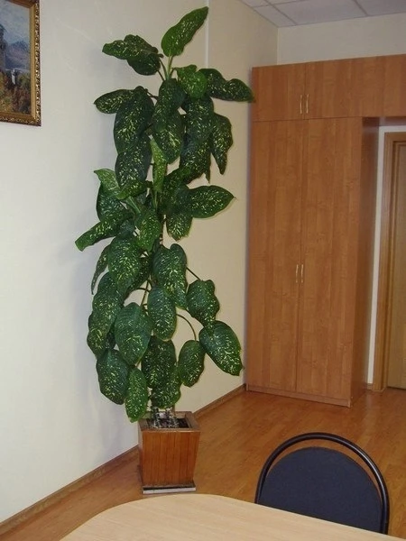 Диффенбахия (лат. Dieffenbachia) — популярное комнатное растение из Южной Америки, назв...