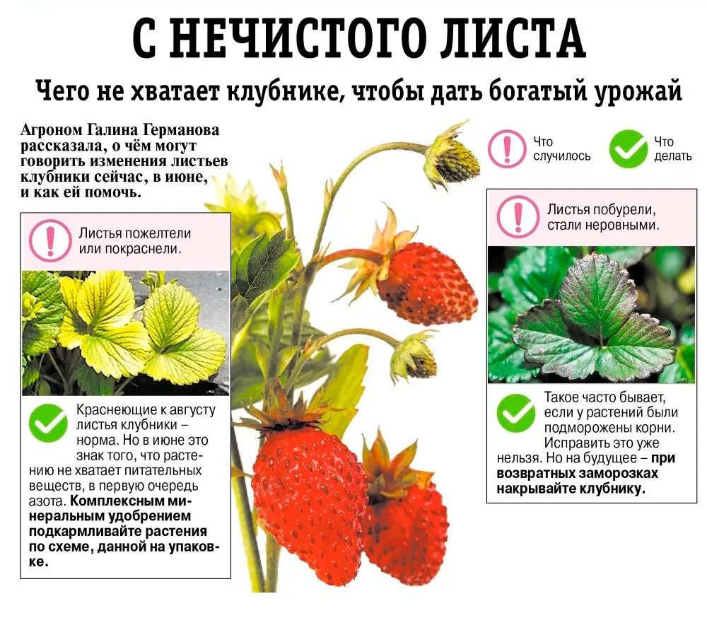 Чего не хватает клубнике, чтобы дать богатый урожай 

Агроном Галина Германова рассказала, о чем мог