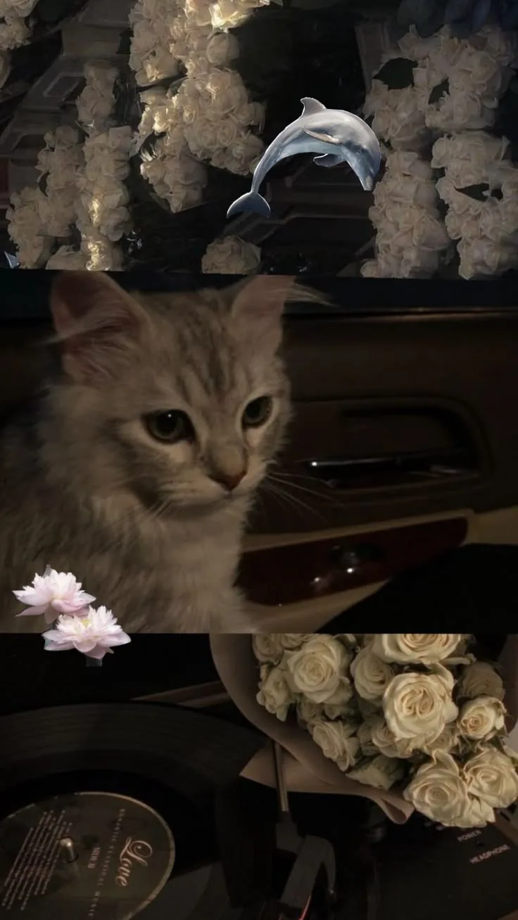 Обои с котиком