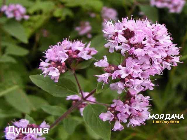 Бордюр из пряных трав 🌸

Ароматный, красивый и всегда уместный акцент в саду.

Ю