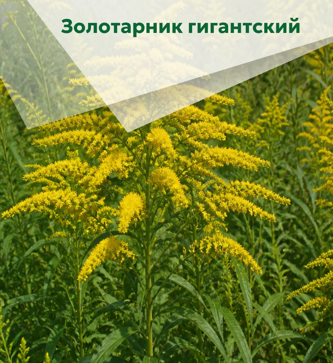 Знакомьтесь: популярные «чужаки» на особо охраняемых природных территориях Воронежской области.

Мы 