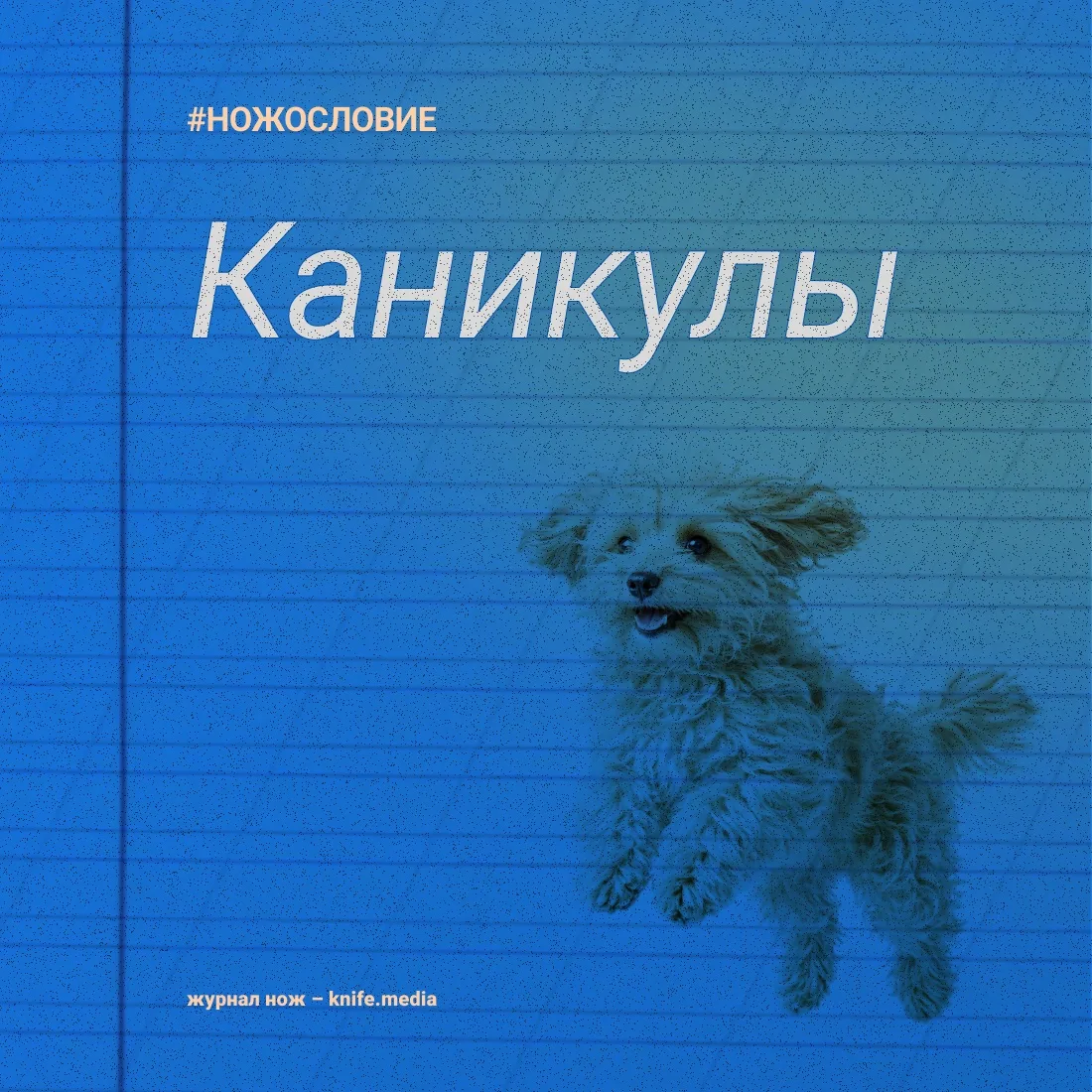 Собачьи дни уже близко. Вернее, каникулы.  

Это слово берёт начало из латинского саnīсulа — «собачк