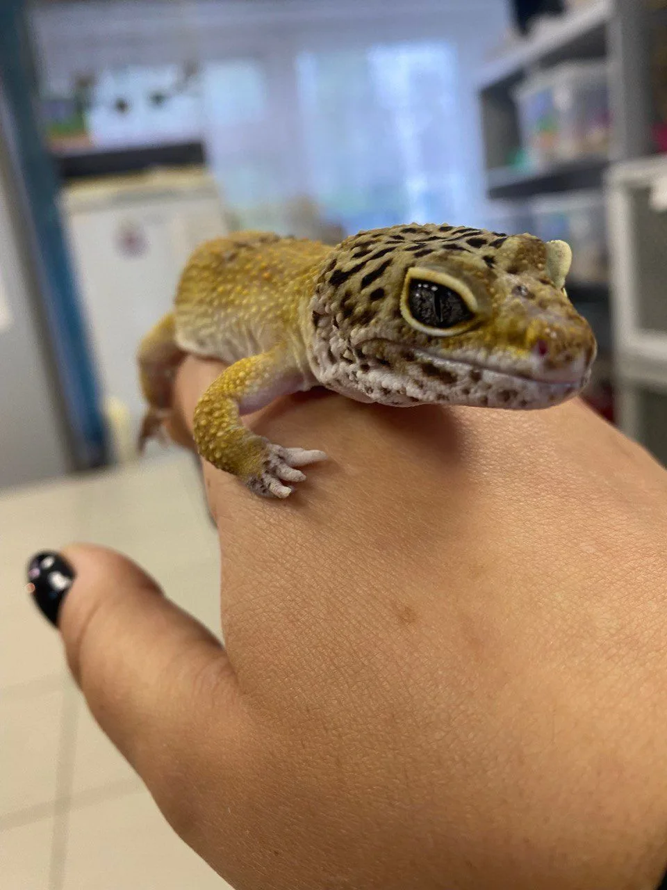 🦎 Экологический интенсив. Вы еще успеваете!

🦎Городской детский экологический центр приглашает реб